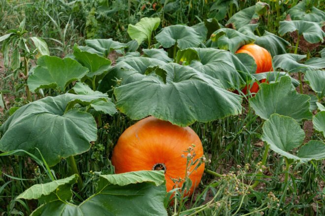 pumpkins growing on ground