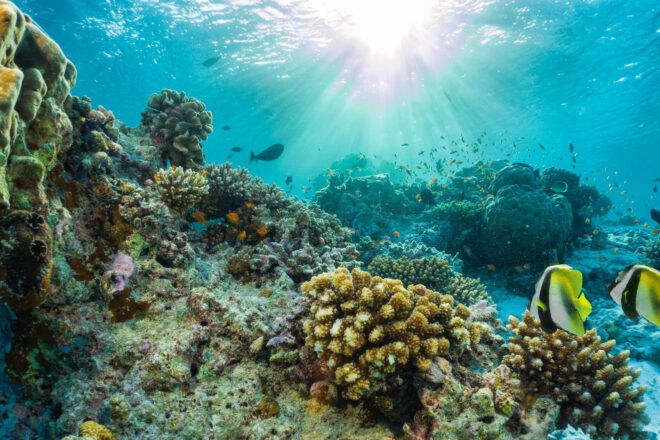 Coral reef