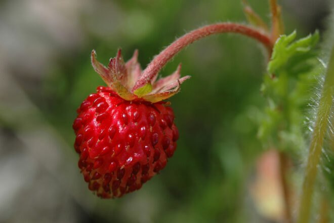 young strawberry plant