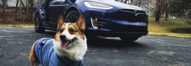 Dog standing in front of a parked blue Tesla