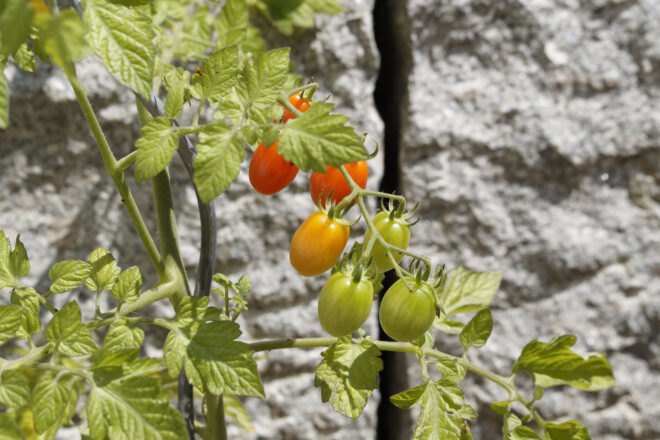 young yellow and green tomatoes growing on a vine