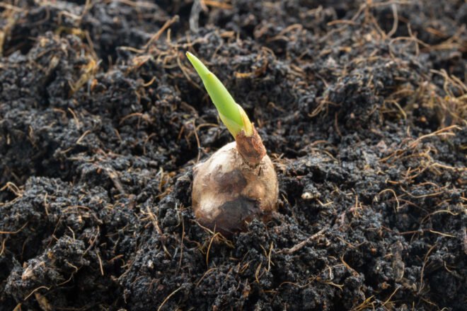shoot coming from turmeric in the ground