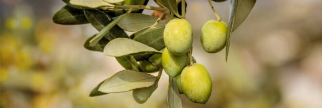 olives hanging from an olive tree branch