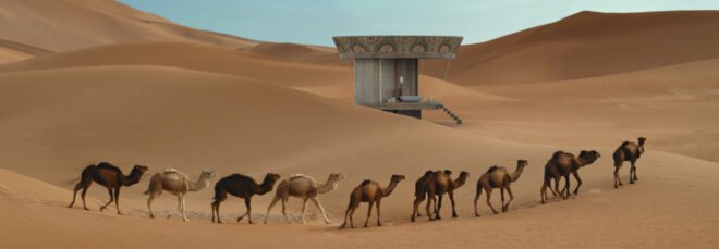 Dromedary camels walking in the Sahara desert in Morocco