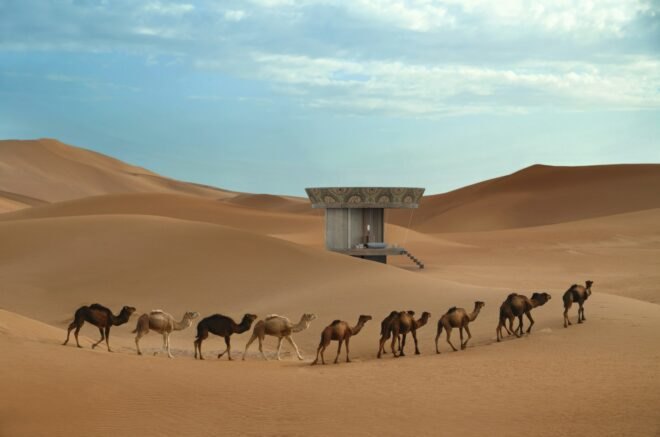 Dromedary camels walking in the Sahara desert in Morocco
