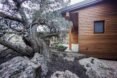 juniper trees surrounding the house