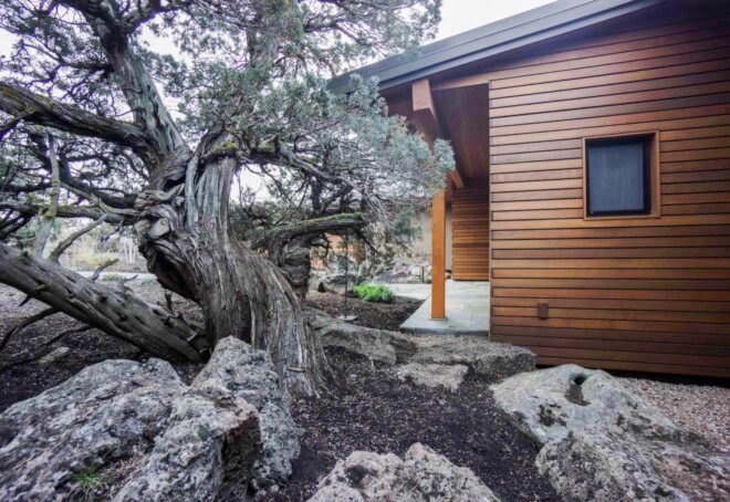 juniper trees surrounding the house