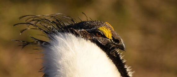 Sage grouse
