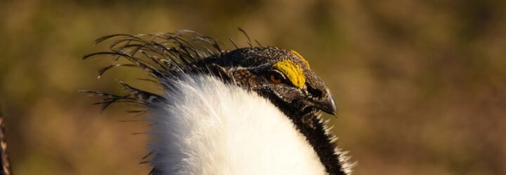 Sage grouse