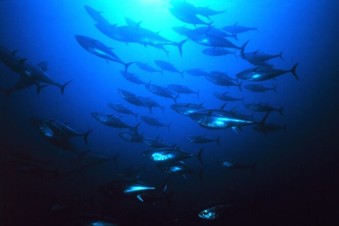 Bluefin tuna swimming underwater