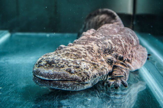 Chinese giant salamander on a clear table