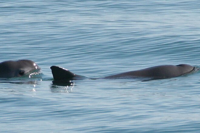 vaquita swimming in ocean