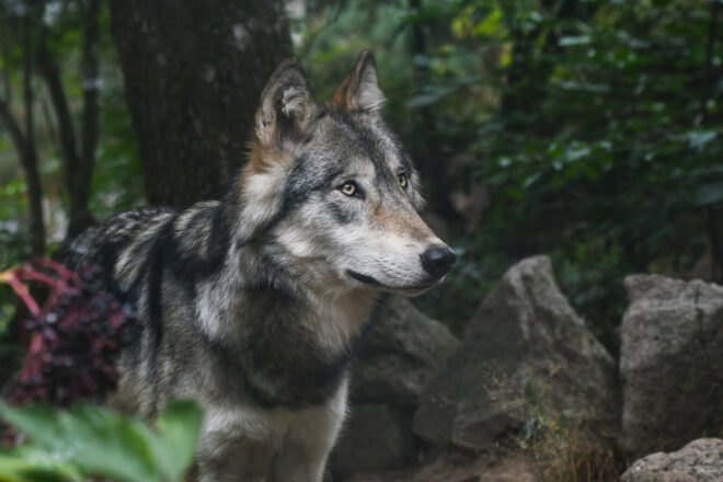 gray wolf in a forest