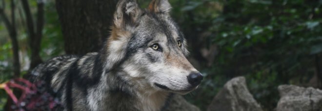 gray wolf in a forest