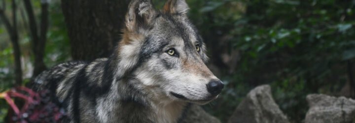 gray wolf in a forest
