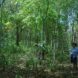 person looking up at trees in a forest