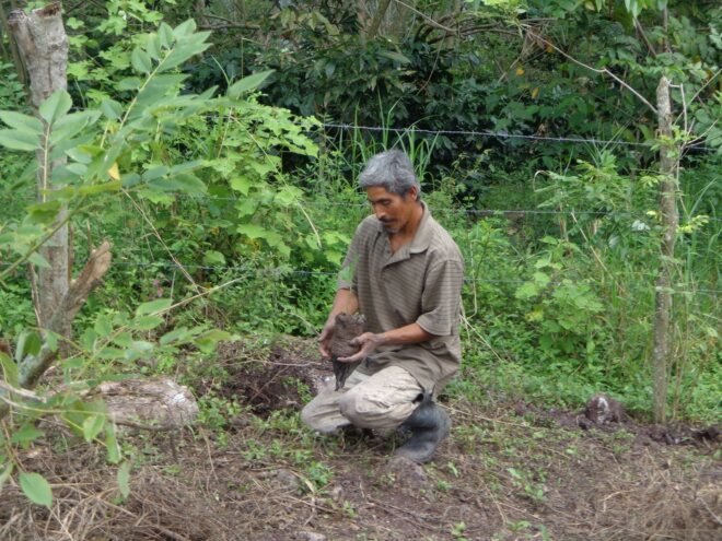 person leaning down and planting a young tree