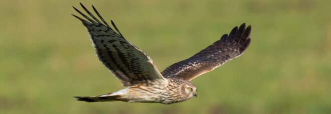 hen harrier flying above grassy field