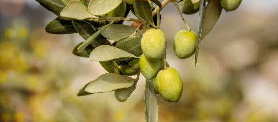 olives hanging from an olive tree branch