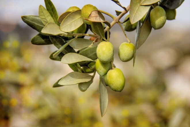 olives hanging from an olive tree branch