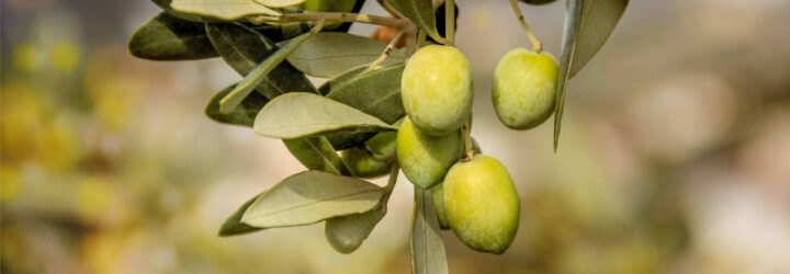 olives hanging from an olive tree branch