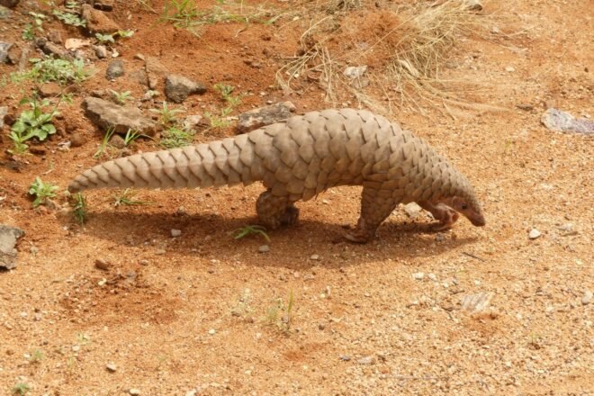 Pangolin walking on ground