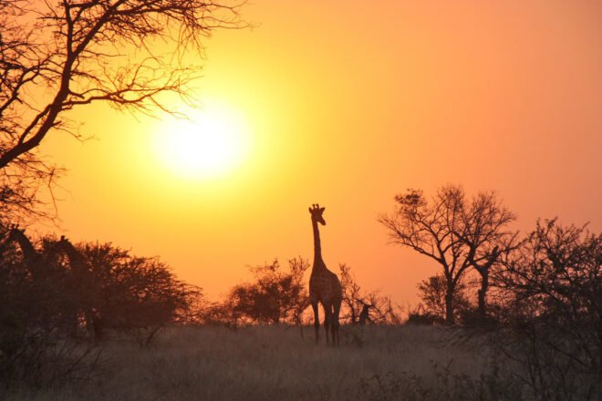 silhouettes of giraffes and trees at sunset