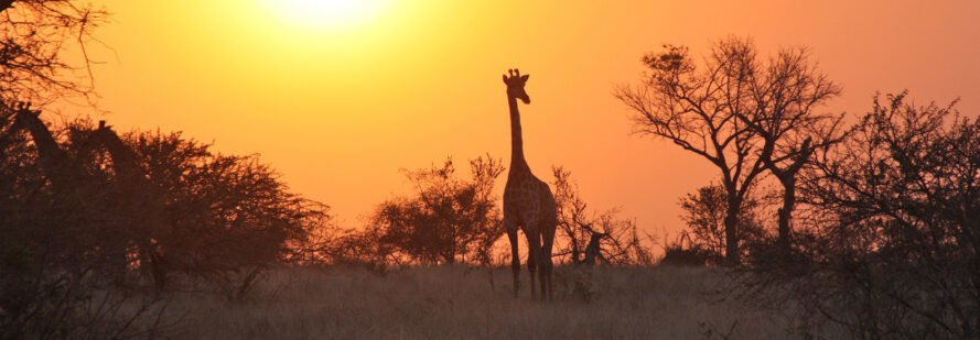 silhouettes of giraffes and trees at sunset