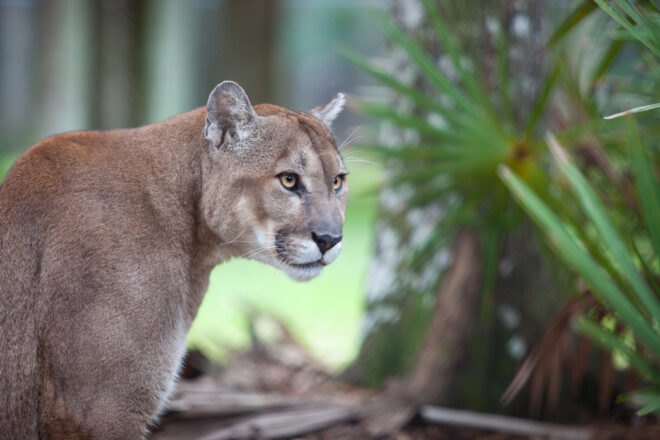 Florida cougar