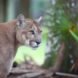 Florida cougar