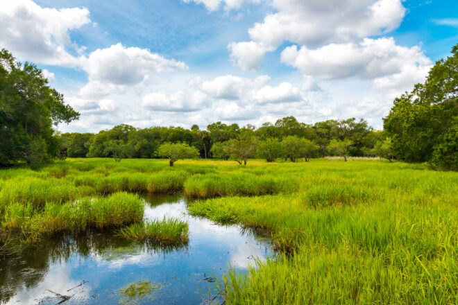 Florida everglades