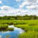 Florida everglades