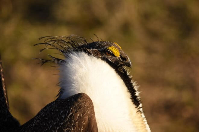 Sage grouse