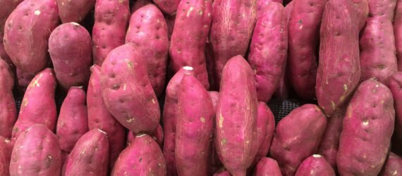 dark red sweet potatoes