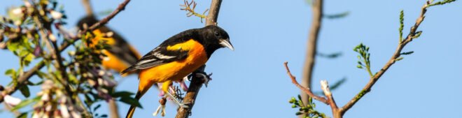 Baltimore Oriole stands on a tree branch