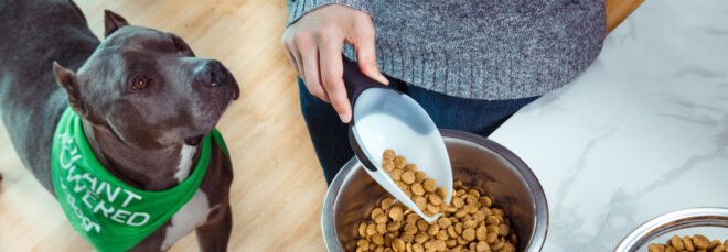Dog eager for vegan dog food