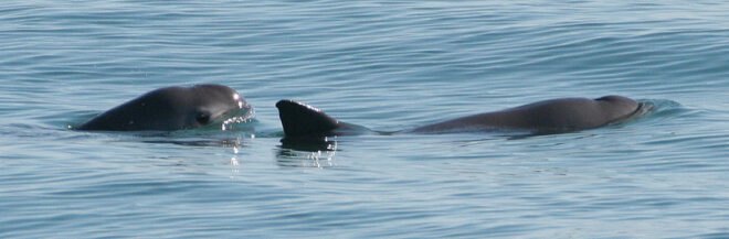 vaquita swimming in ocean