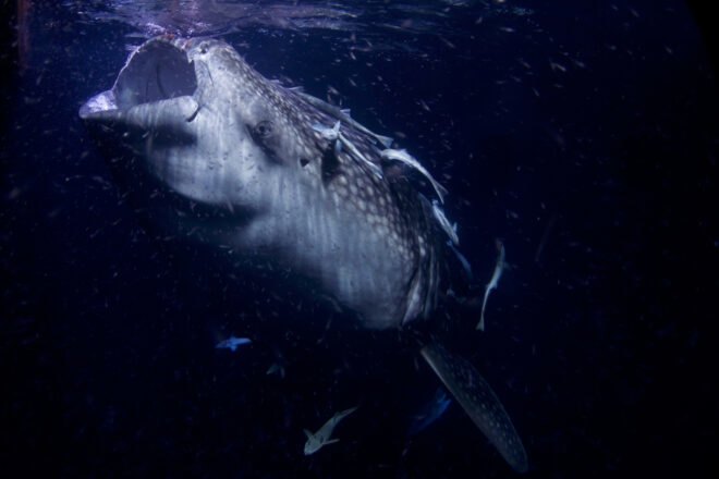 whale shark opening mouth to feed