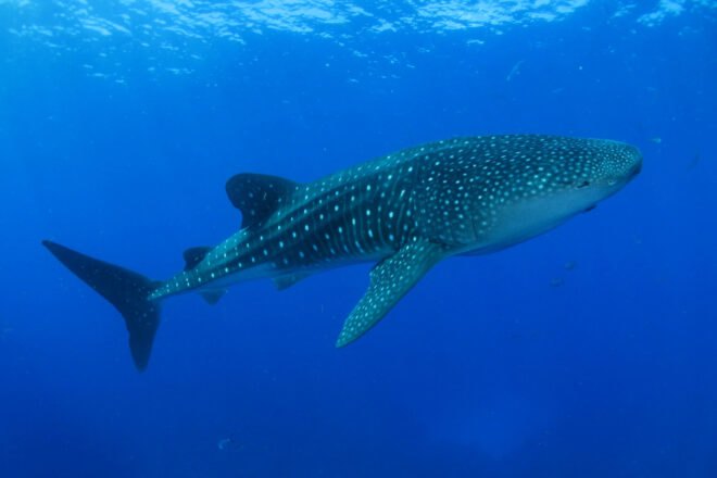 whale shark swimming