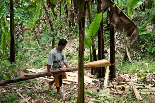 man in between banana plants