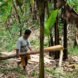 man in between banana plants