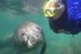 woman takes selfie with a manatee underwater