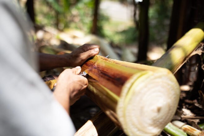 person cutting banana plants
