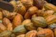 ripe cocoa pods