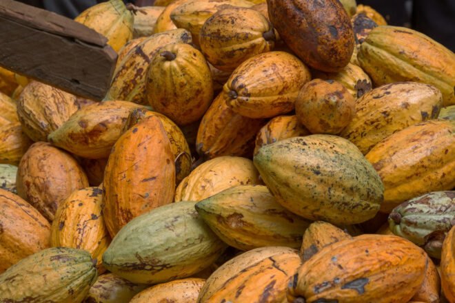 ripe cocoa pods