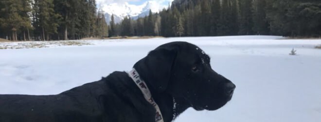 black Labrador mix in the snow