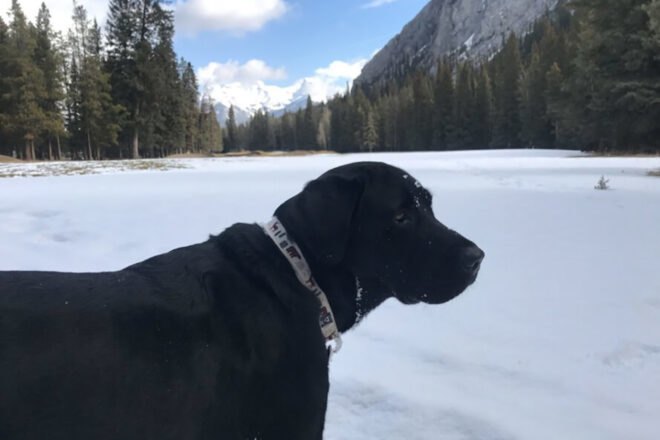 black Labrador mix in the snow