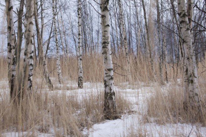 birch shirt