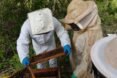 two beekeepers in suits