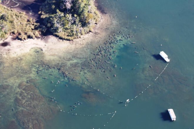 manatees in large pod gathered in sanctuary